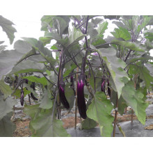 HE01 Tuichu sementes de berinjela híbridas vermelhas roxas
